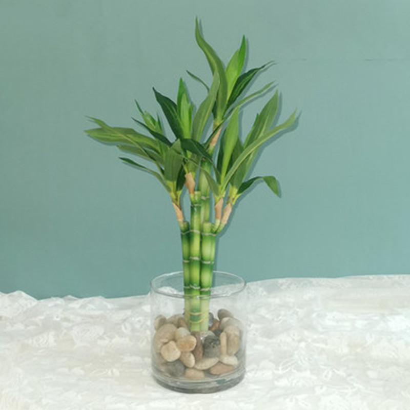 Aquarium Fish Pot - Tanaman Bambu Keberuntungan Buatan Baru 40cm,