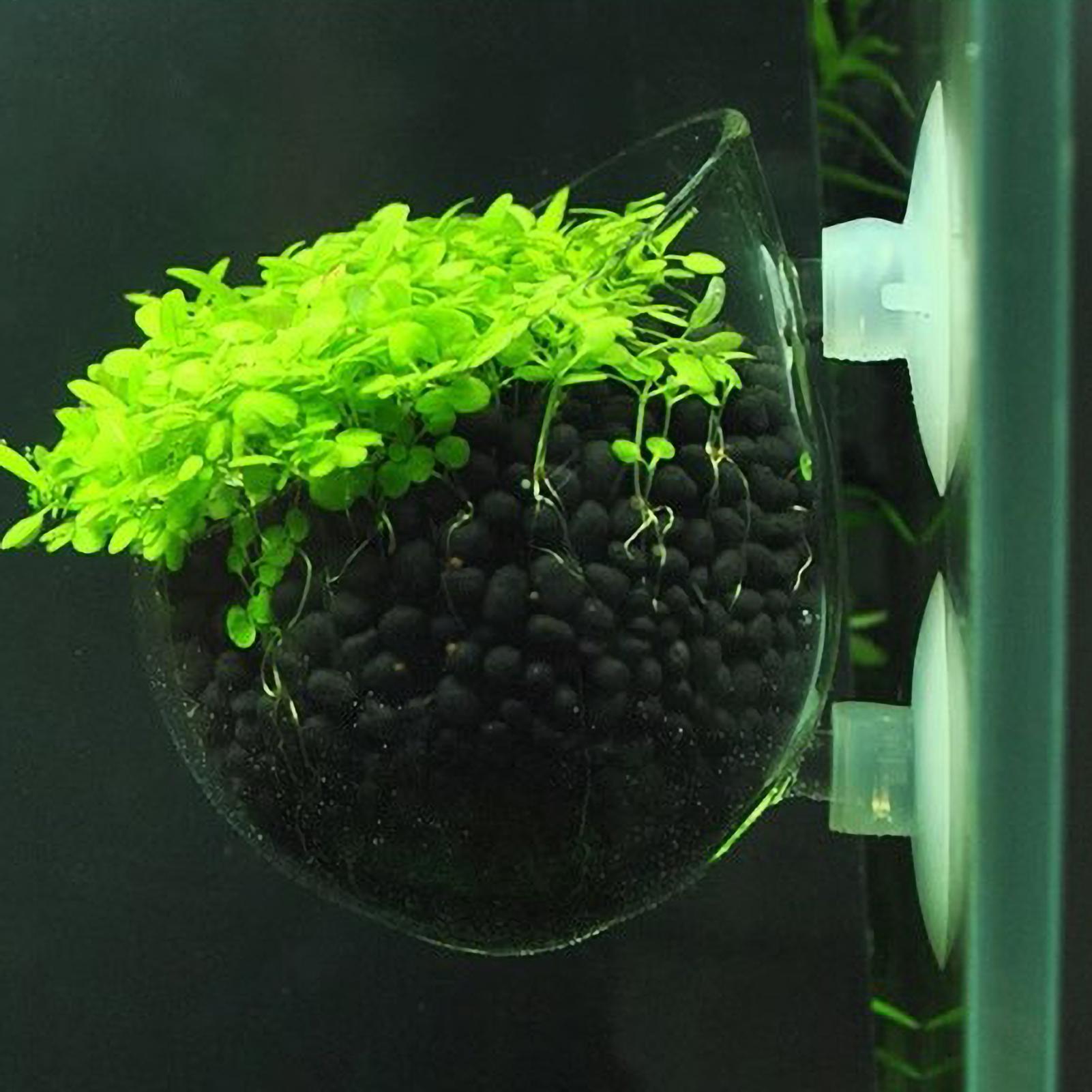 Aquarium Fish Pot - Tempat Tanaman Akuarium Kaca dengan Suction
