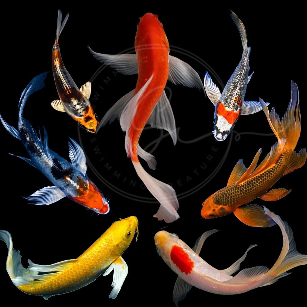 Live Fish Aquarium - Ikan Koi Warna-warni untuk Kolam dan