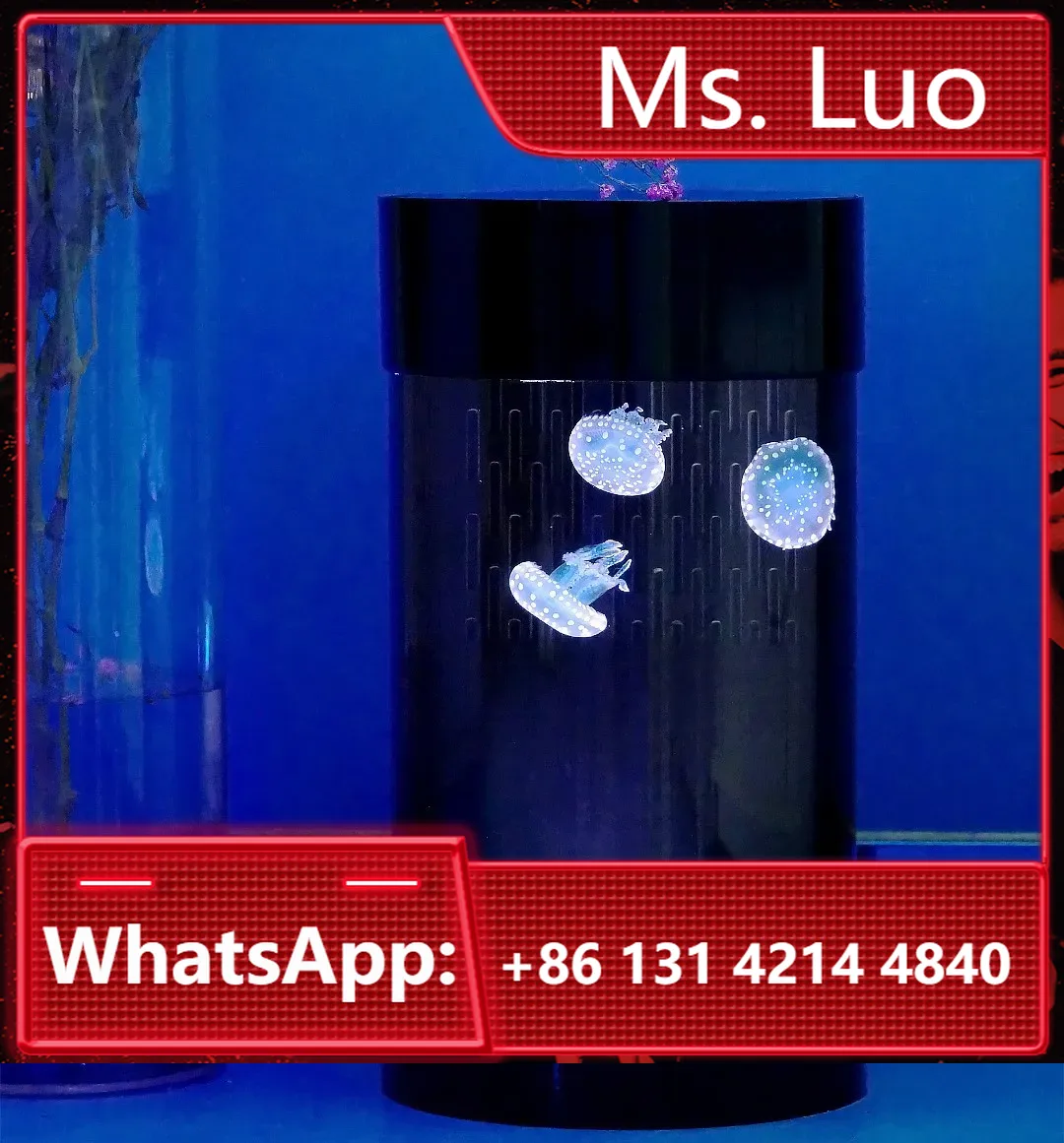 Aquarium Fish In Amazon - Akuarium Ubur-ubur Silinder Terbaik Amazon, Tangki