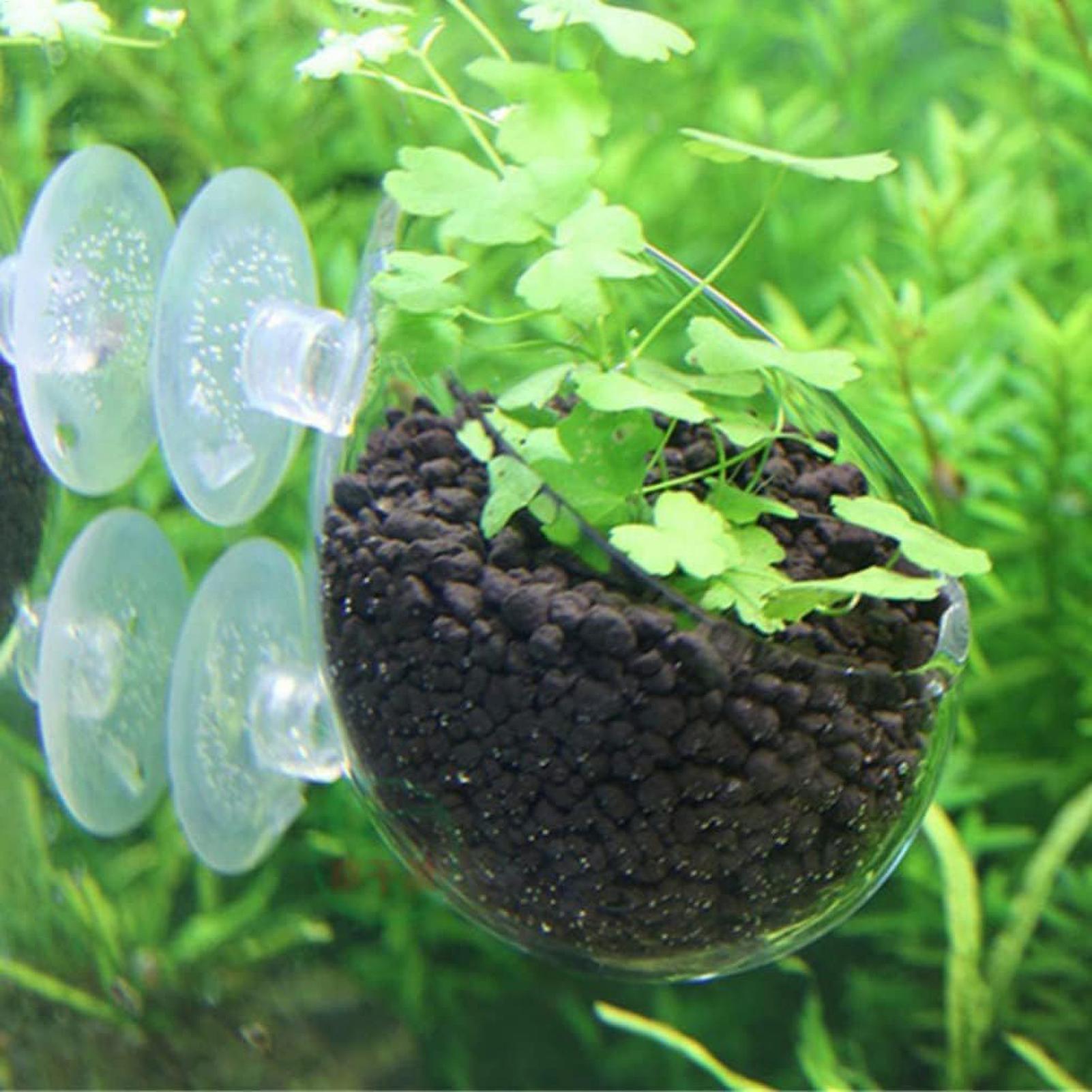 Tempat Tanaman Akuarium Kaca d - Aquarium Fish Pot ulasan dan harga