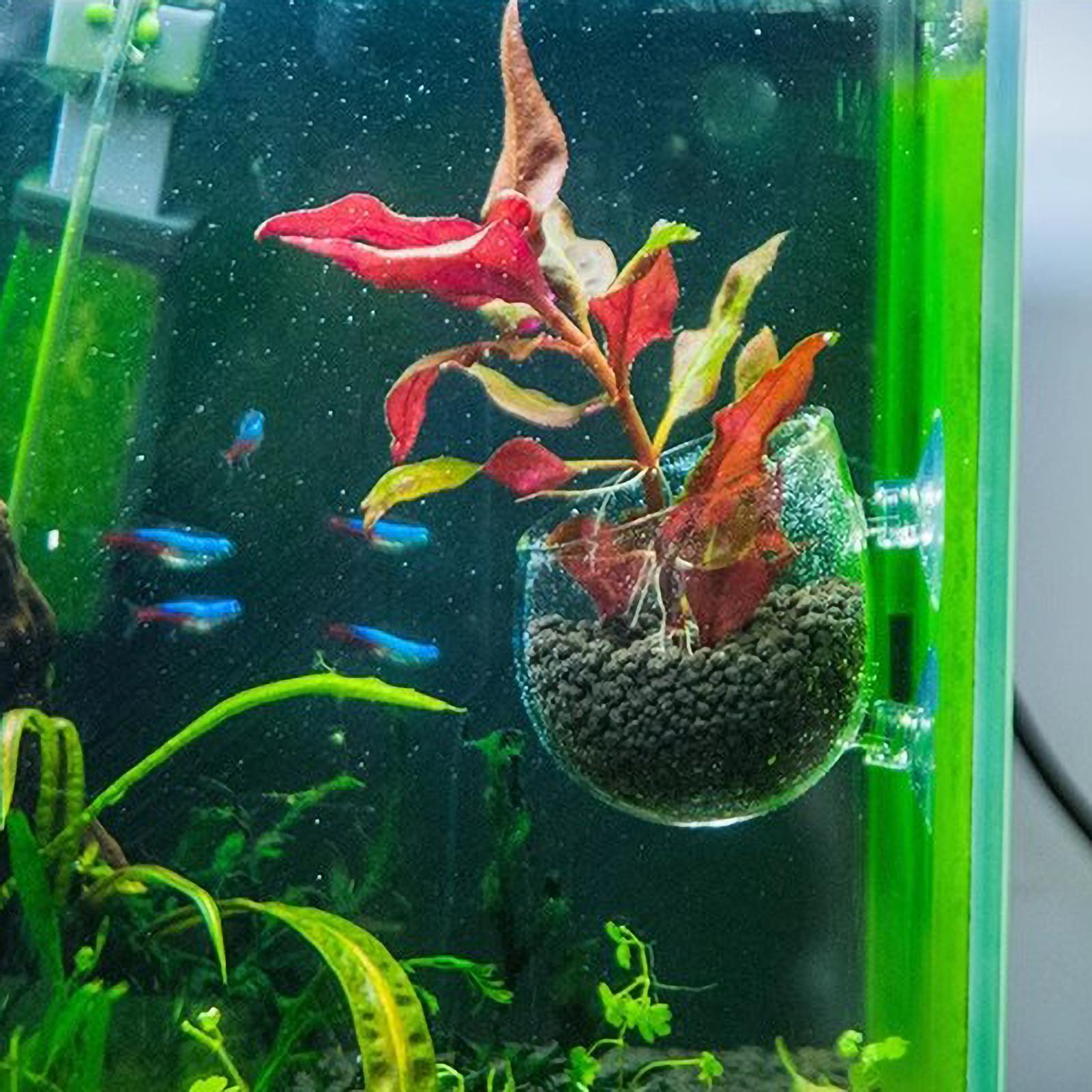 Tempat Tanaman Akuarium Kaca d - Aquarium Fish Pot ulasan dan harga