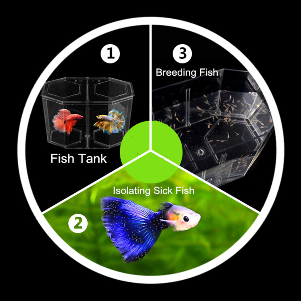 Tangki ikan cuppy Akuarium Dua - Live Fish Aquarium ulasan dan harga