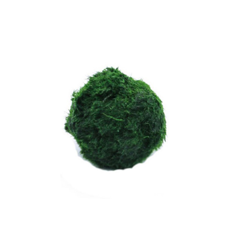 Bola Lumut Marimo Tanaman Akua - Aquarium Fish Ball ulasan dan harga