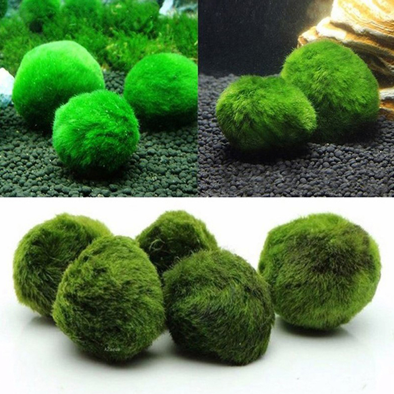 Bola Lumut Marimo Tanaman Akua - Aquarium Fish Ball ulasan dan harga