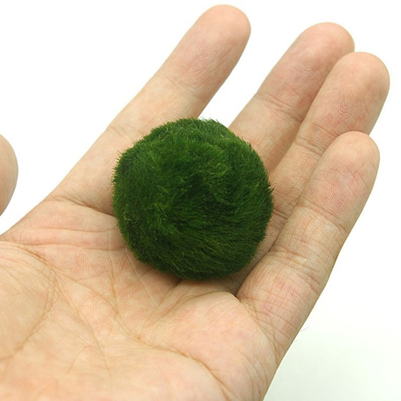 Bola Lumut Marimo Tanaman Akua - Aquarium Fish Ball ulasan dan harga