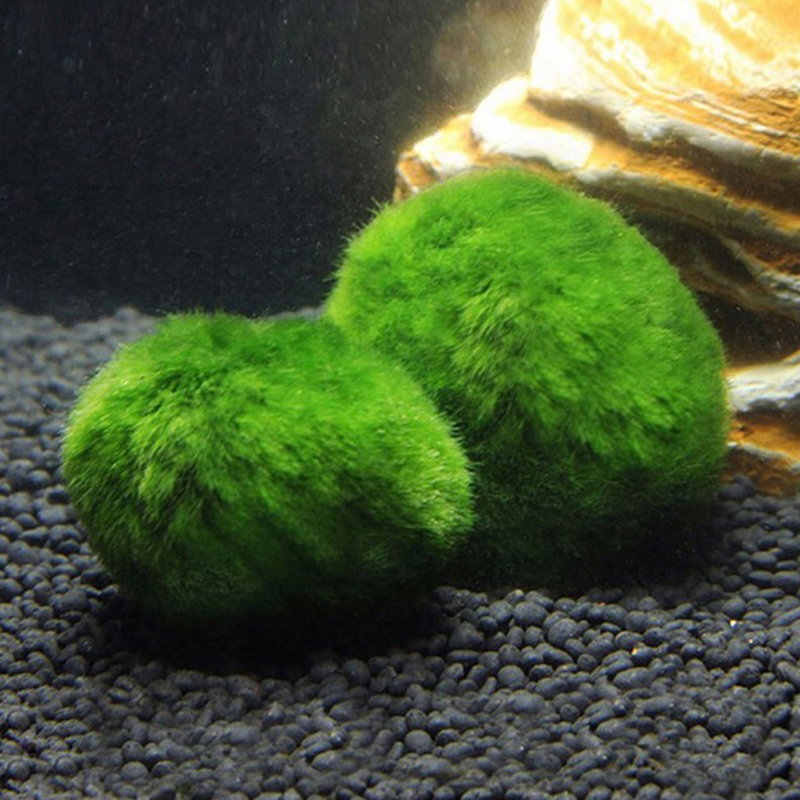 Bola Lumut Marimo Tanaman Akua - Aquarium Fish Ball ulasan dan harga